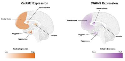 The potential of muscarinic M1 and M4 receptor activators for the treatment of cognitive impairment associated with schizophrenia